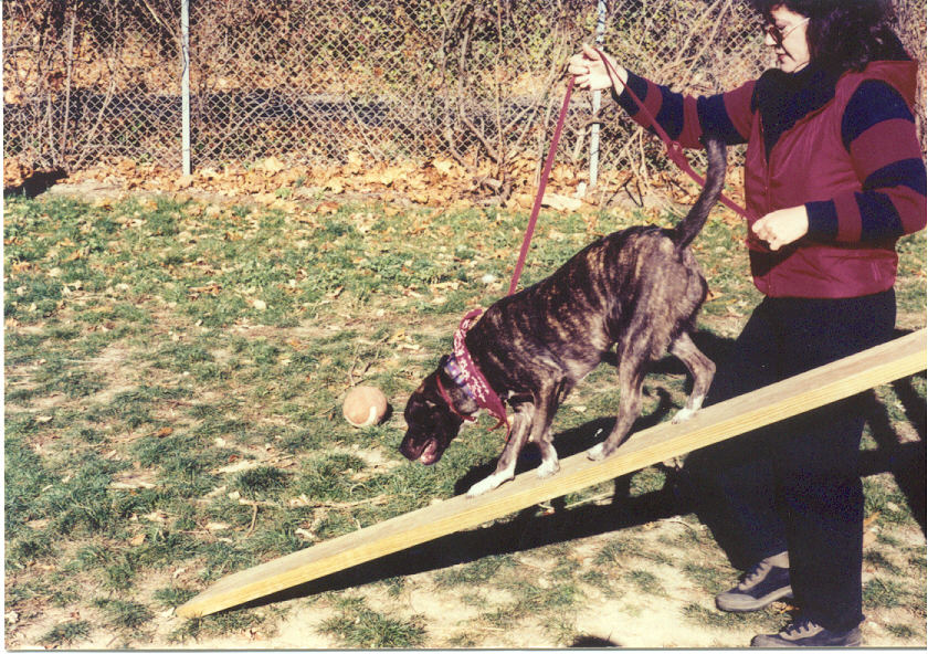 Vince Rambala Dog Training